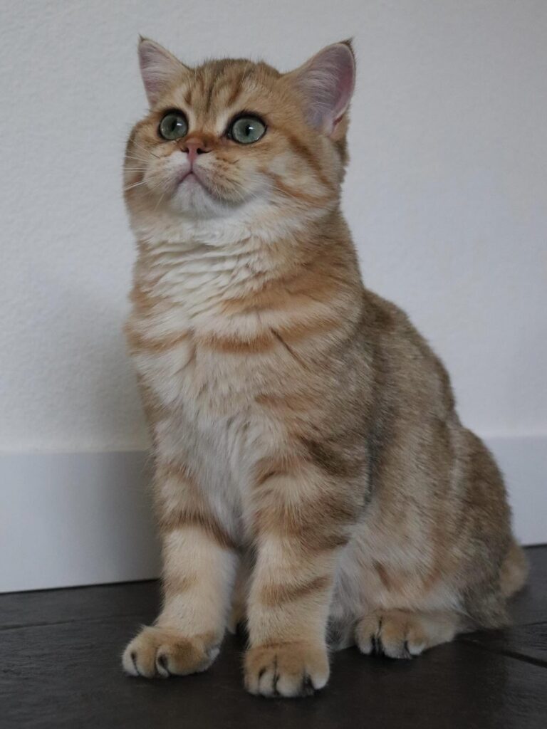 D808C26E 94AF 4BCB AEC8 D0CFE68DBA19