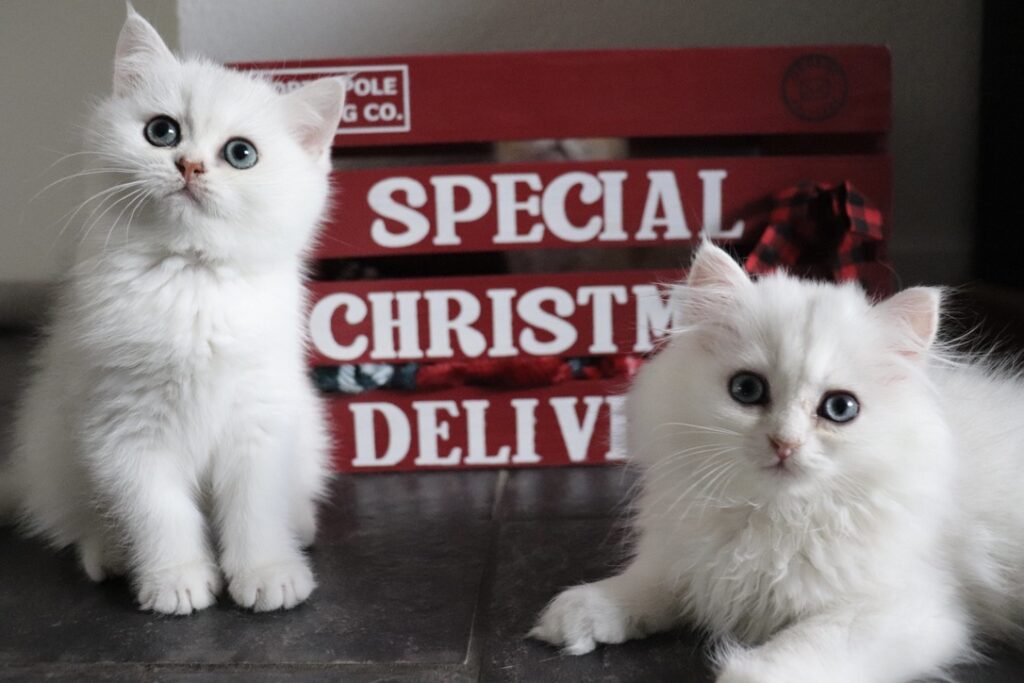 324ECA9E FAE1 420F A78E 2A76E54F8328 1 105 c