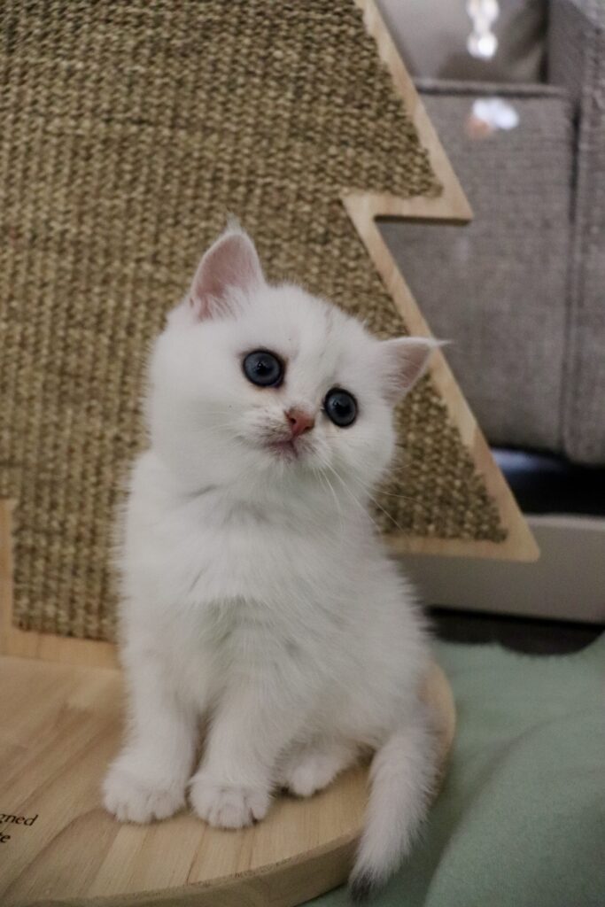 C7D27570 0FAF 4E2F B80F 3815F15F7CA1 1 201 a